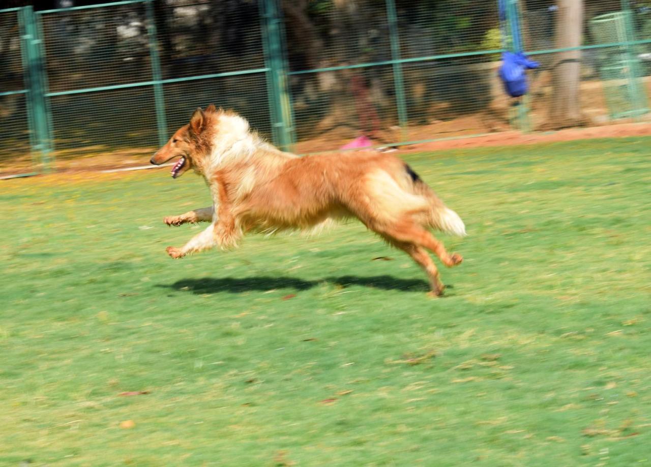 Manas Resort With Petting Zoo, Igatpuri Esterno foto